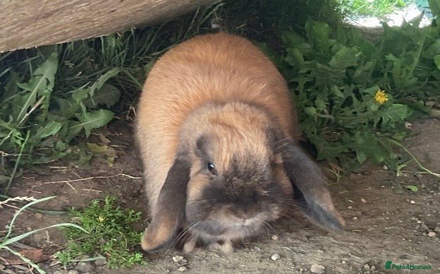 Mini Lop rabbits Mini lop  - Advert 1