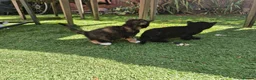 Mixed Breed cats for sale: Cute kitties are looking for a new home 🐈‍⬛ - Advert 9