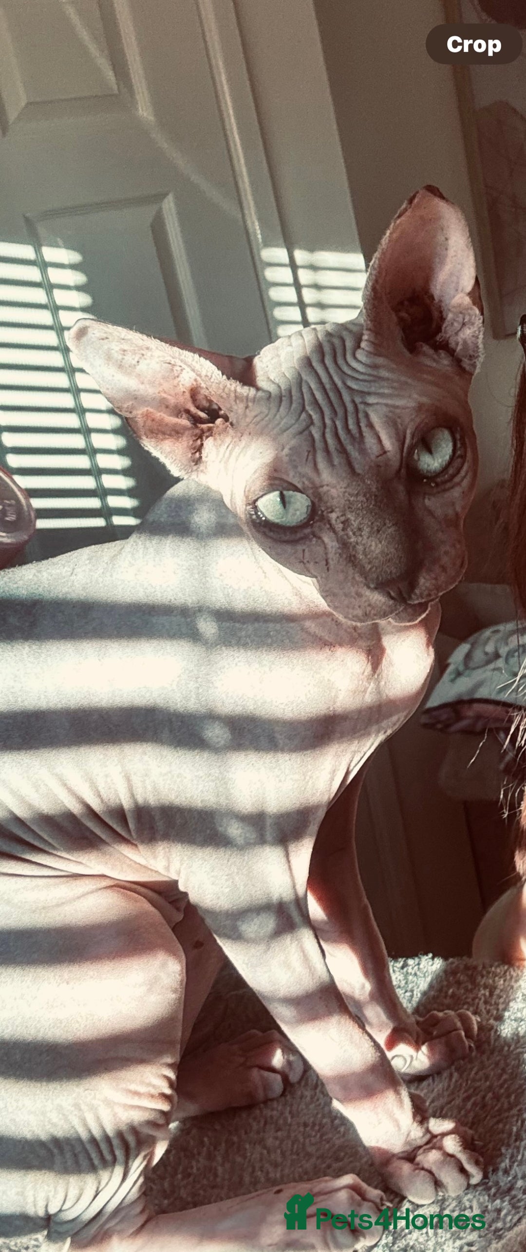 Sphynx cats for sale: Female grey/tan elf sphynx  - Advert 2
