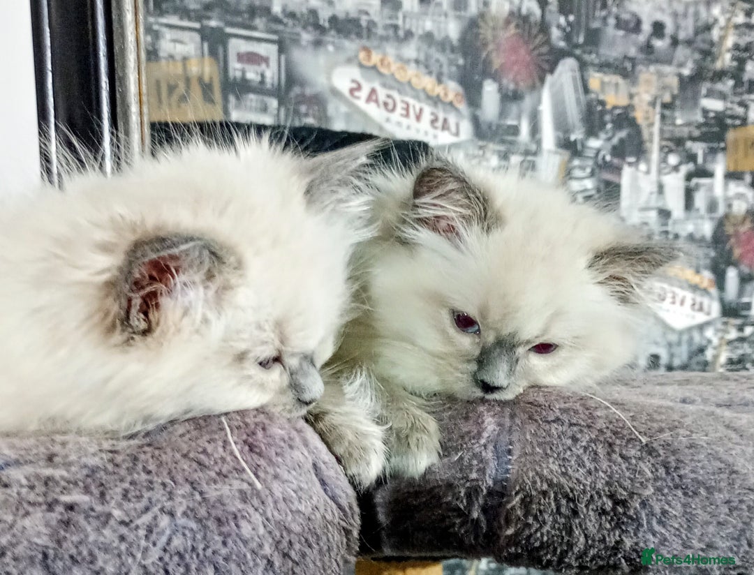 Ragdoll cats for sale: Beautiful full ragdoll kittens £695 - Advert 37