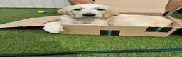 Double Doodle dogs for sale: Double Doodle Puppies (Hypoallergenic) - Advert 3