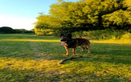 German Shepherd dogs for sale: CZECH SHEPHERD- NEEDS NEW LOVING HOME - Image 3