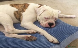 Mixed Breed dogs for sale: Blue and blue brindle staffy x bulldog  - Image 10
