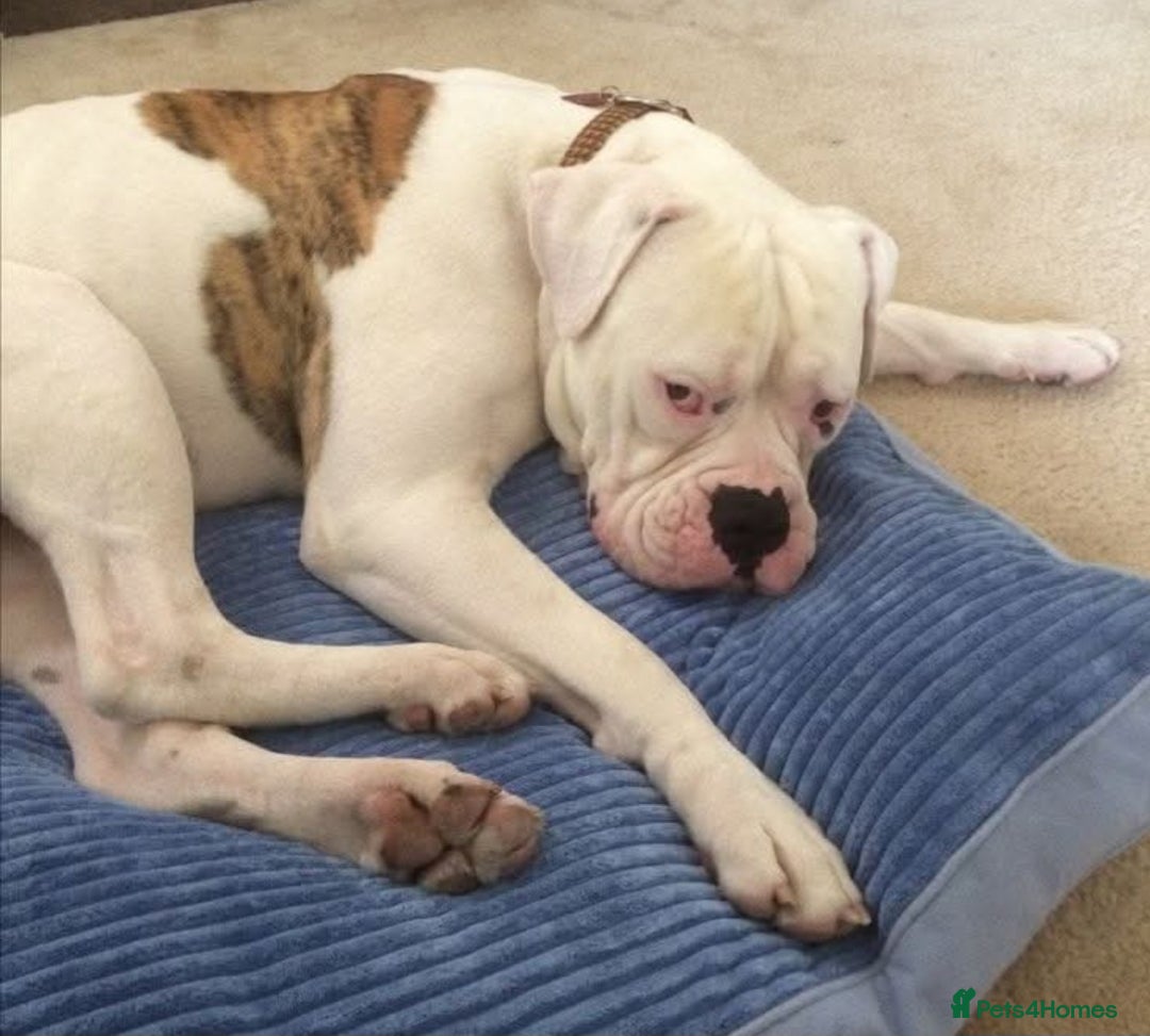 Mixed Breed dogs for sale: Blue and blue brindle staffy x bulldog  - Image 10