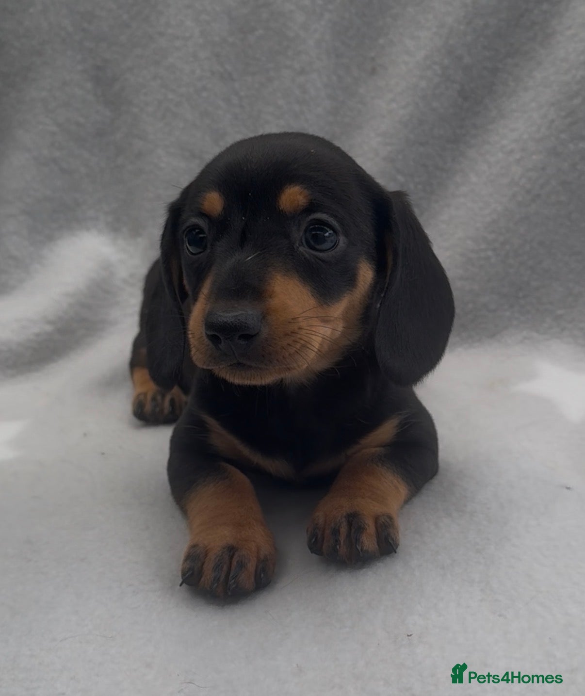 Miniature Dachshund dogs Beautiful mini dachshund black tan boy ready now - Advert 1