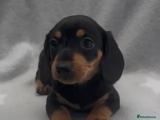 Miniature Dachshund dogs Beautiful mini dachshund black tan boy ready now - Advert 1