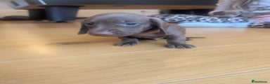 Miniature Dachshund Puppy 4