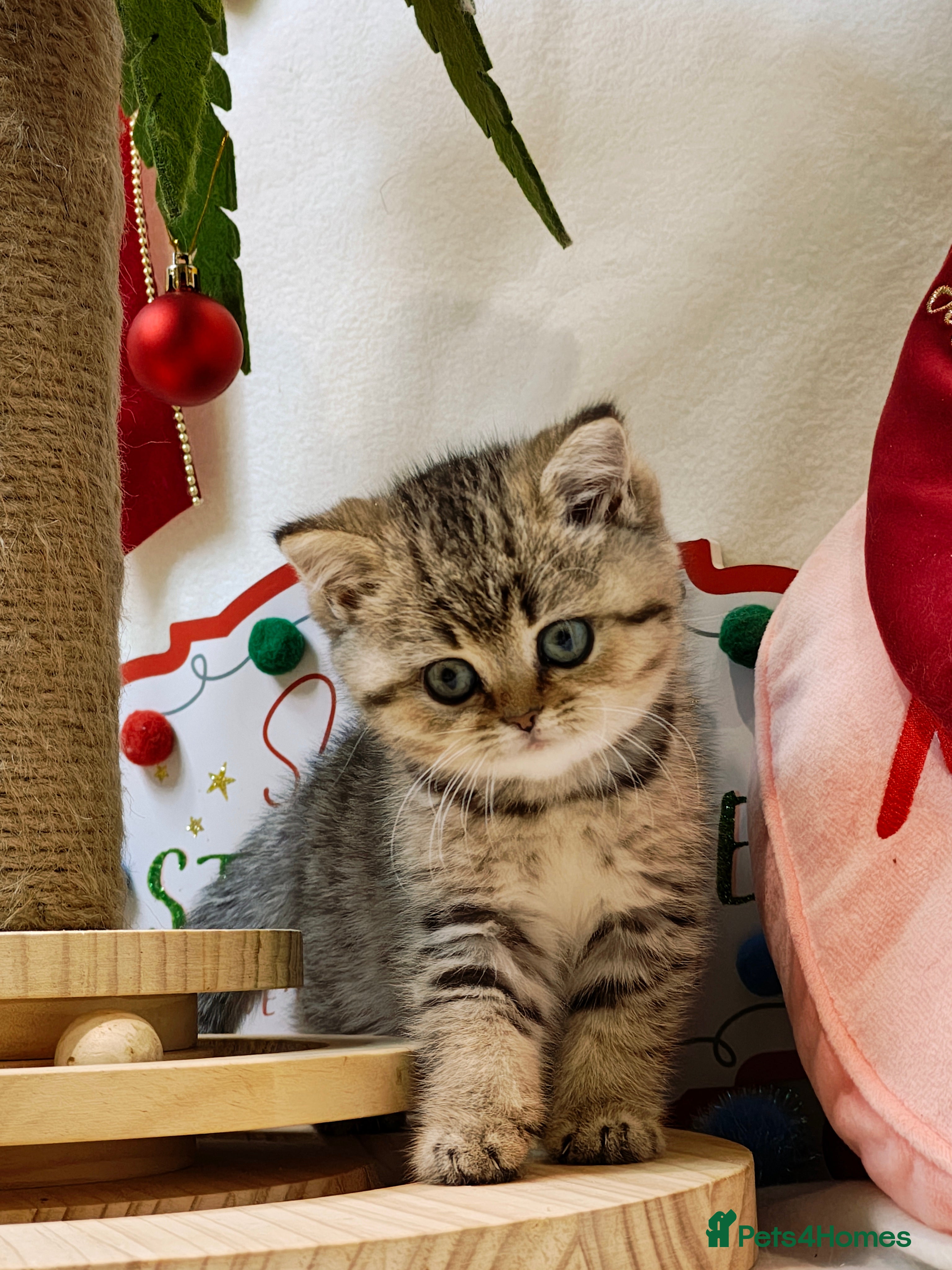 British Shorthair cats Blue, chocolate golden girls  - Advert 15