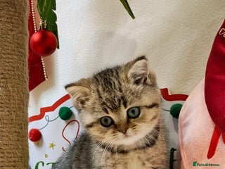 British Shorthair cats Blue, chocolate golden girls - Advert 17