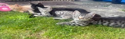 Mixed Breed cats for sale: Beautiful kittens  - Advert 3