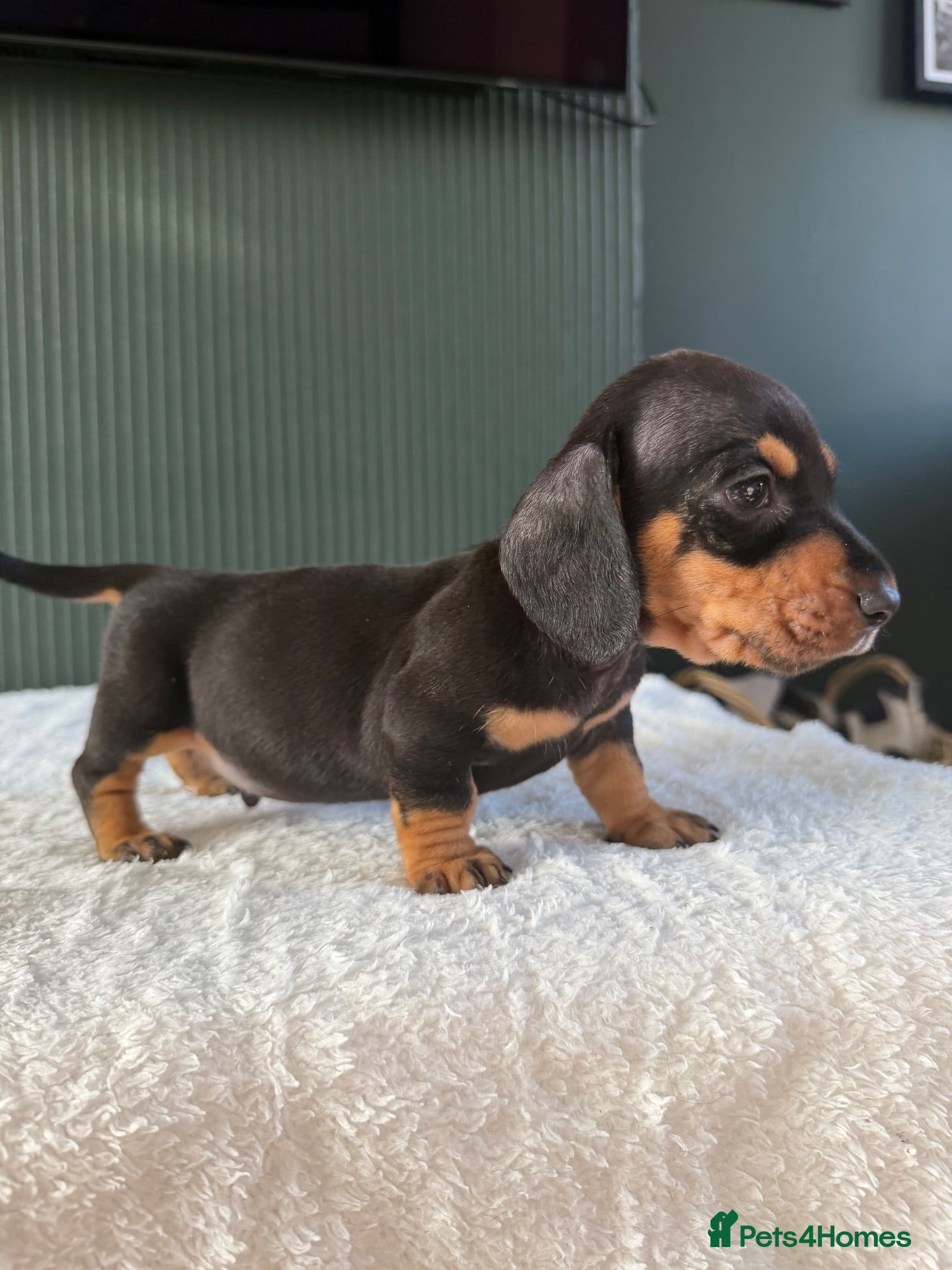 Miniature Dachshund dogs Miniature Dachshund  - Advert 3