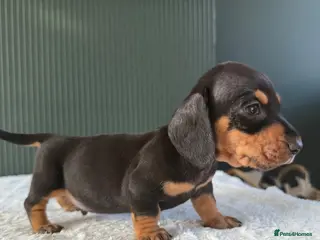 Miniature Dachshund dogs Miniature Dachshund - Advert 14