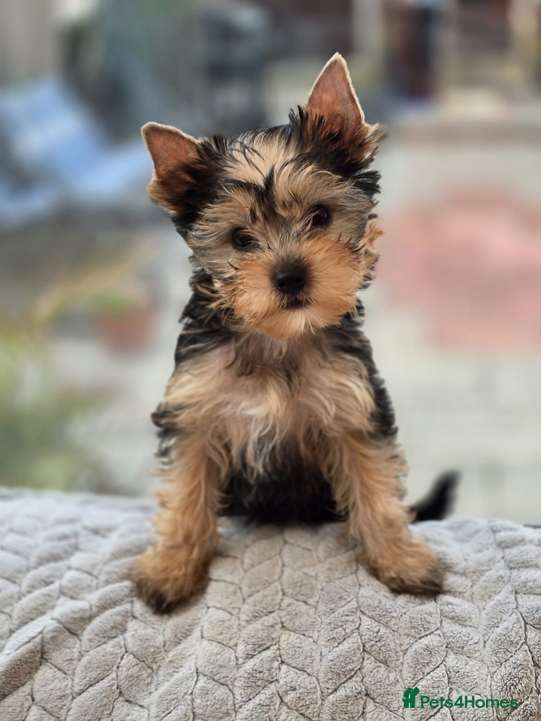 Dentist Surgical Caps Walmart Gorros Desechables Para El Pelo 100