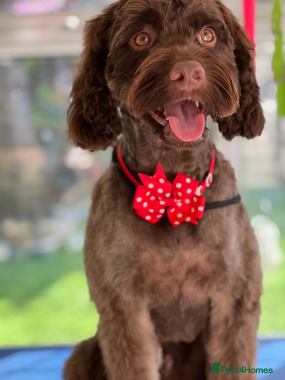 Cockapoo dogs for stud: Remy 18 month old F1 cockapoo for stud  - Image 7