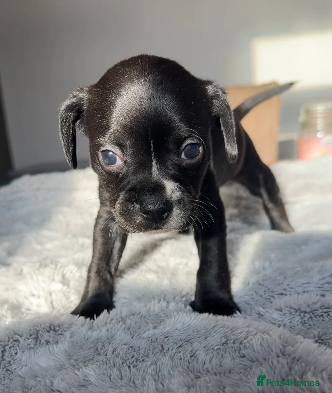 Mixed Breed dogs for sale: Beautiful Boston x cocker puppies 2 girls  in Stockton-on-Tees - Advert 5