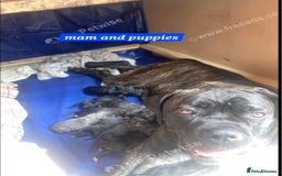 Cane Corso dogs for sale: Cane Corso puppy - Image 6