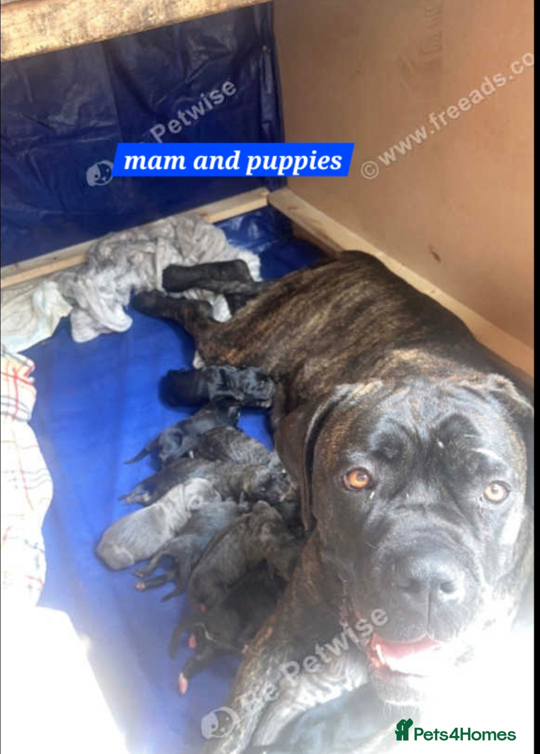 Cane Corso dogs for sale: Cane Corso puppy - Image 6