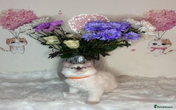 Ragdoll cats for sale: ⭐️TICA REG⭐️Pedigree Ragdoll Kittens DNA CLEAR ✅  - Image 23