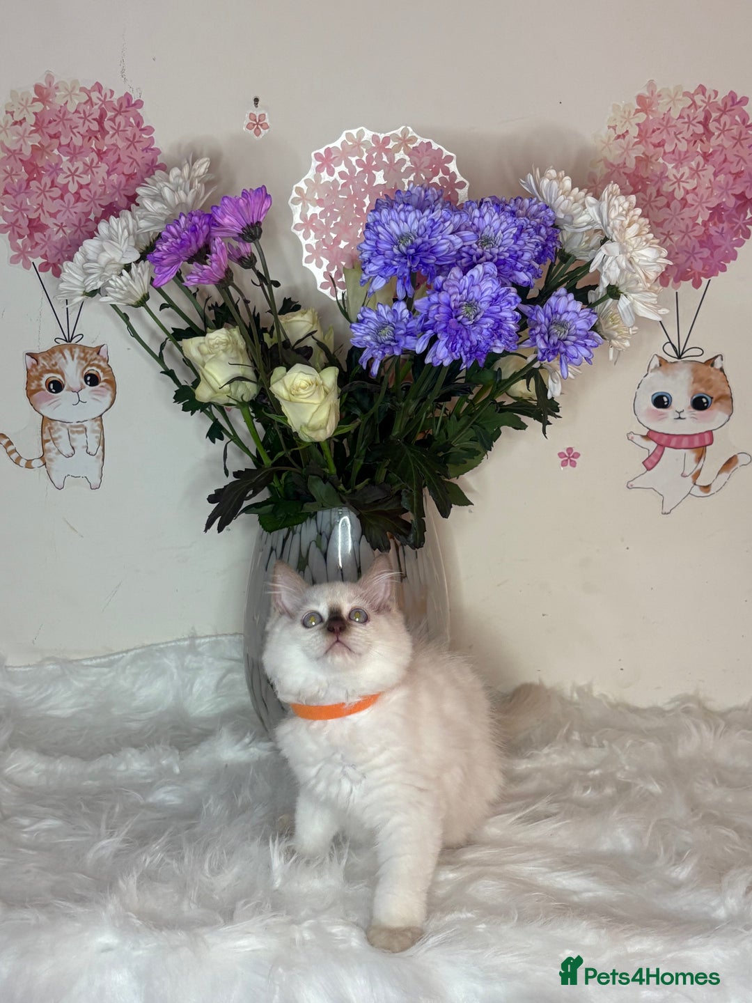 Ragdoll cats for sale: ⭐️TICA REG⭐️Pedigree Ragdoll Kittens DNA CLEAR ✅  - Image 23