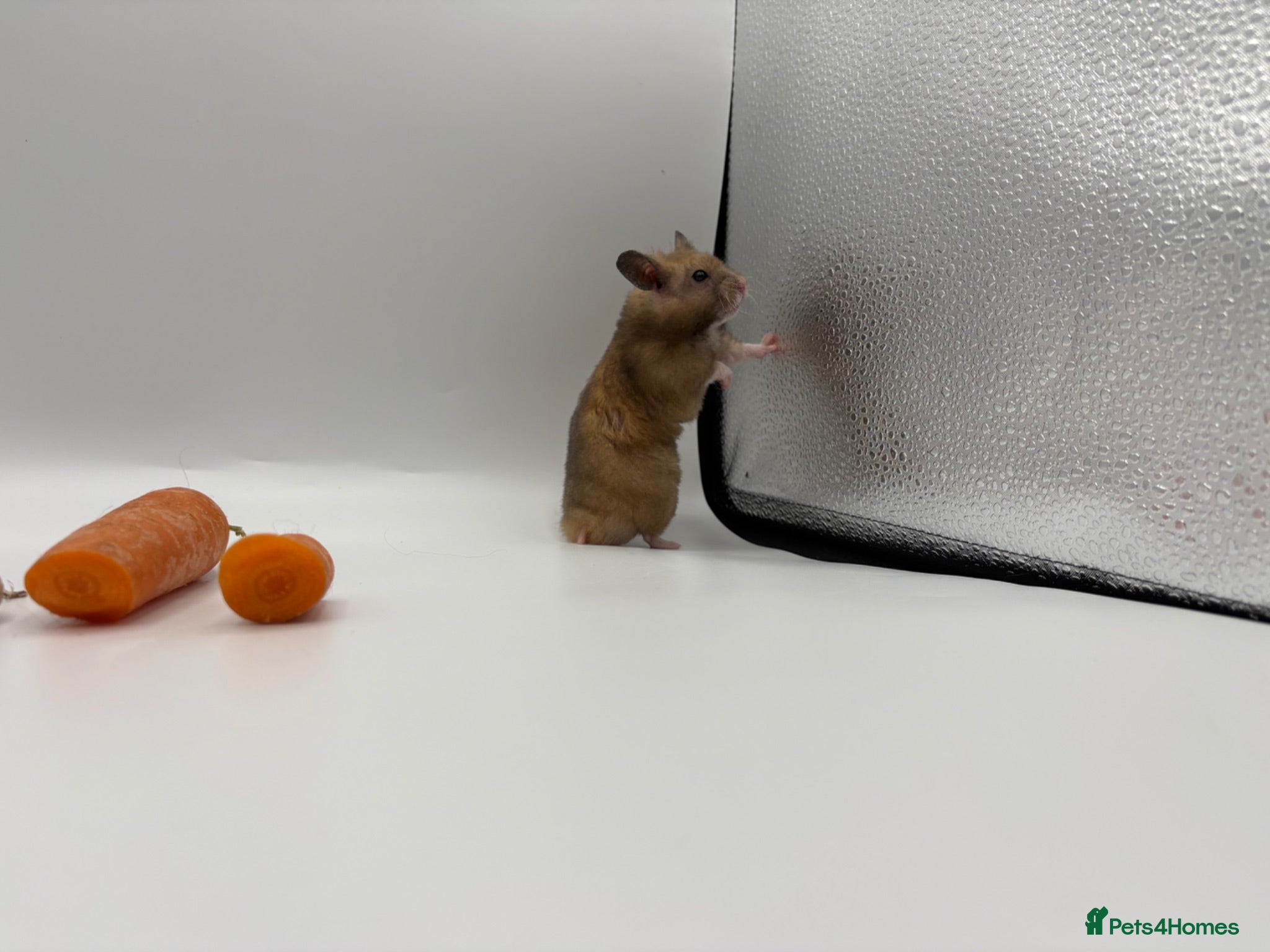 Hamster rodents Pedigree Syrian hamster pups  - Advert 2
