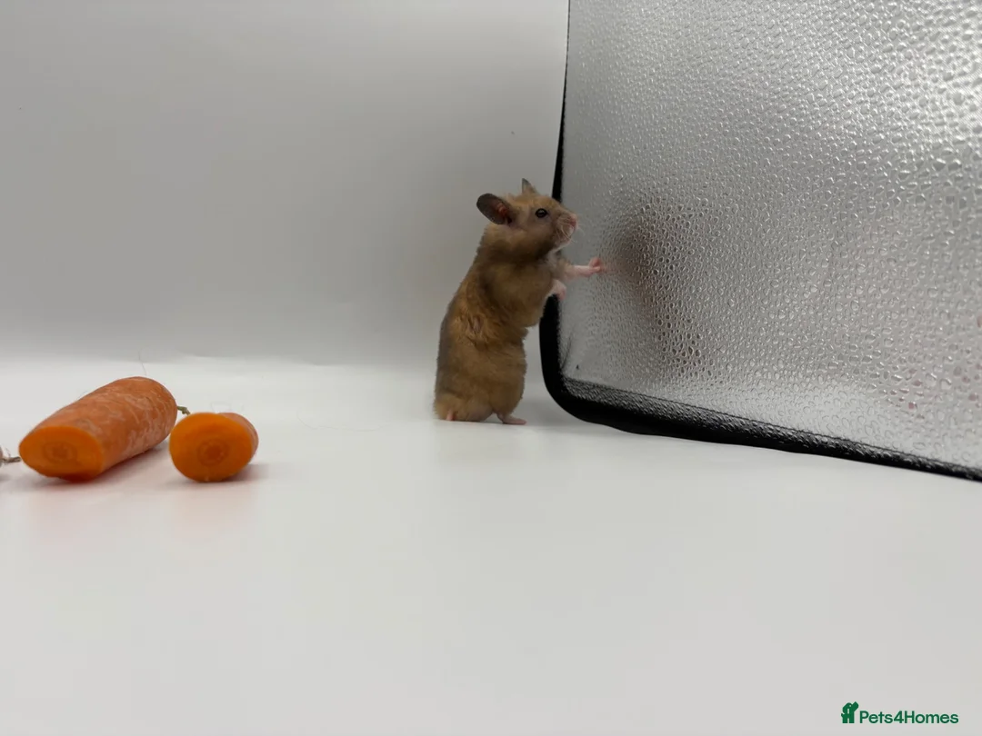 Hamster rodents for sale: Pedigree Syrian hamster pups  - Advert 16
