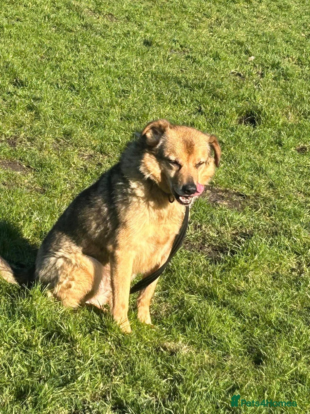 Mixed Breed dogs for adoption: Einstein - Norwich Norfolk  in Norwich - Image 13