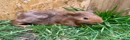Guinea Pig rodents for sale: Young Guinea pigs  - Advert 14