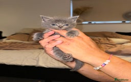 British Shorthair cats for sale: 1 male British blue shorthair kitten - Image 5