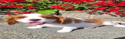 King Charles Spaniel dogs for sale: Beautiful Single Female King Charles Spaniel - Advert 5