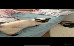 Ragdoll cats for sale: Ragdoll - Image 3