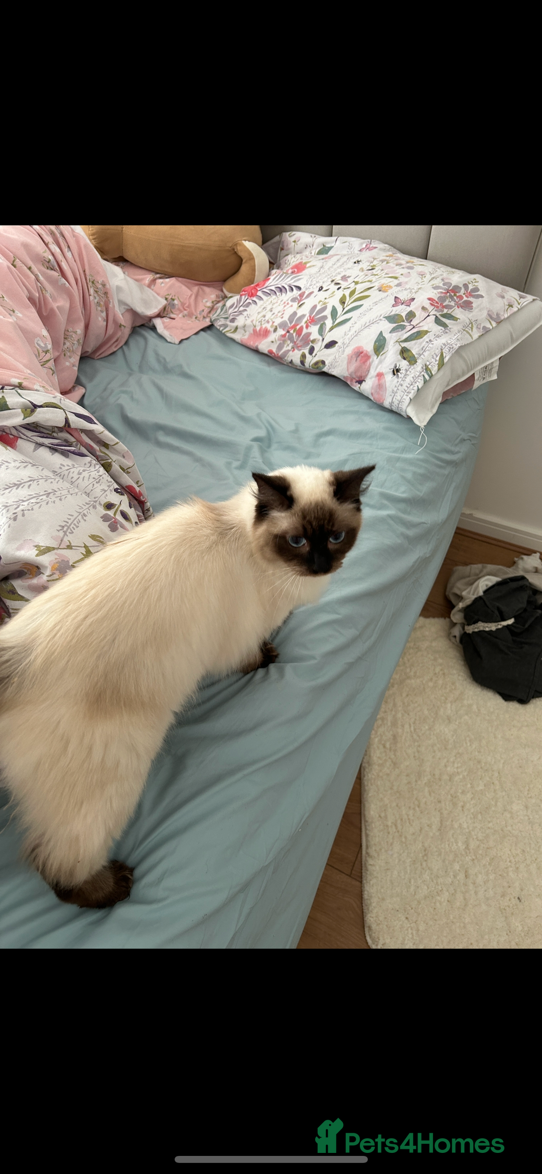 Ragdoll cats for sale: Ragdoll - Image 3