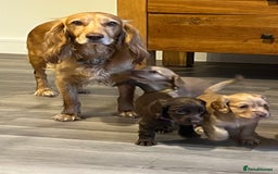 Cocker Spaniel dogs for sale: Perfect working cocker spaniel puppies  - Image 10
