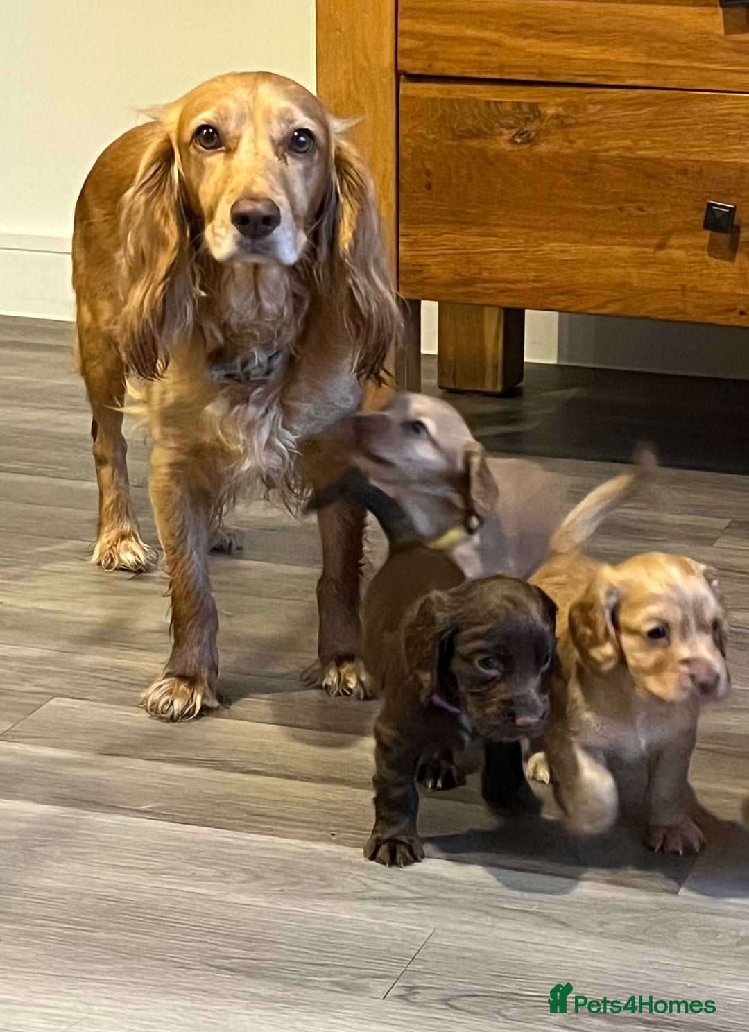 Cocker Spaniel dogs for sale: Perfect working cocker spaniel puppies  - Image 10