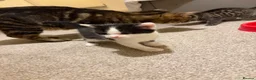 Mixed Breed cats for sale: 2 Black and white kittens for sale  - Advert 9