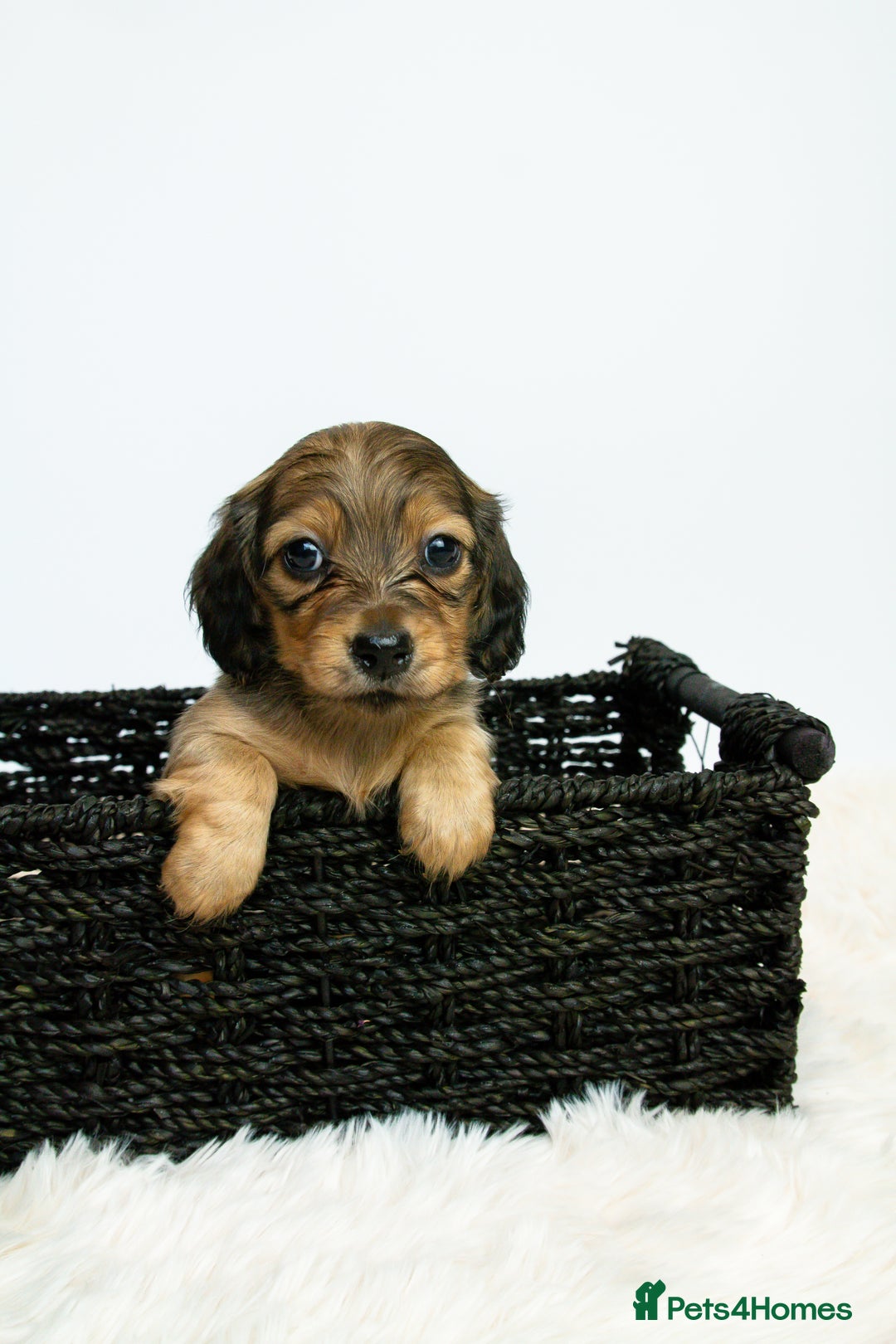Miniature Dachshund dogs for sale: 5 Star licensed miniature Longhaired available  - Advert 9
