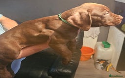 Mastiff dogs for sale: Mastiff Hybrids  - Image 13