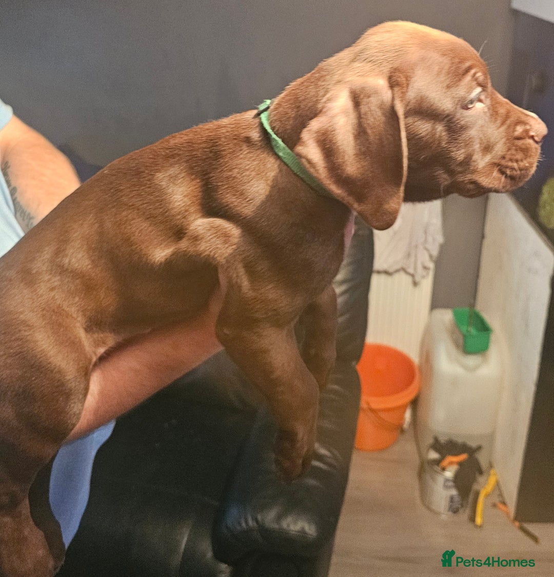 Mastiff dogs for sale: Mastiff Hybrids  - Image 13