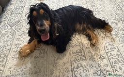 Cocker Spaniel dogs for sale: Show Cocker Spaniel  - Image 4