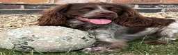 Cocker Spaniel dogs for sale: Affectionate 18 months Female Show Cocker Spaniel in Warwick - Advert 10