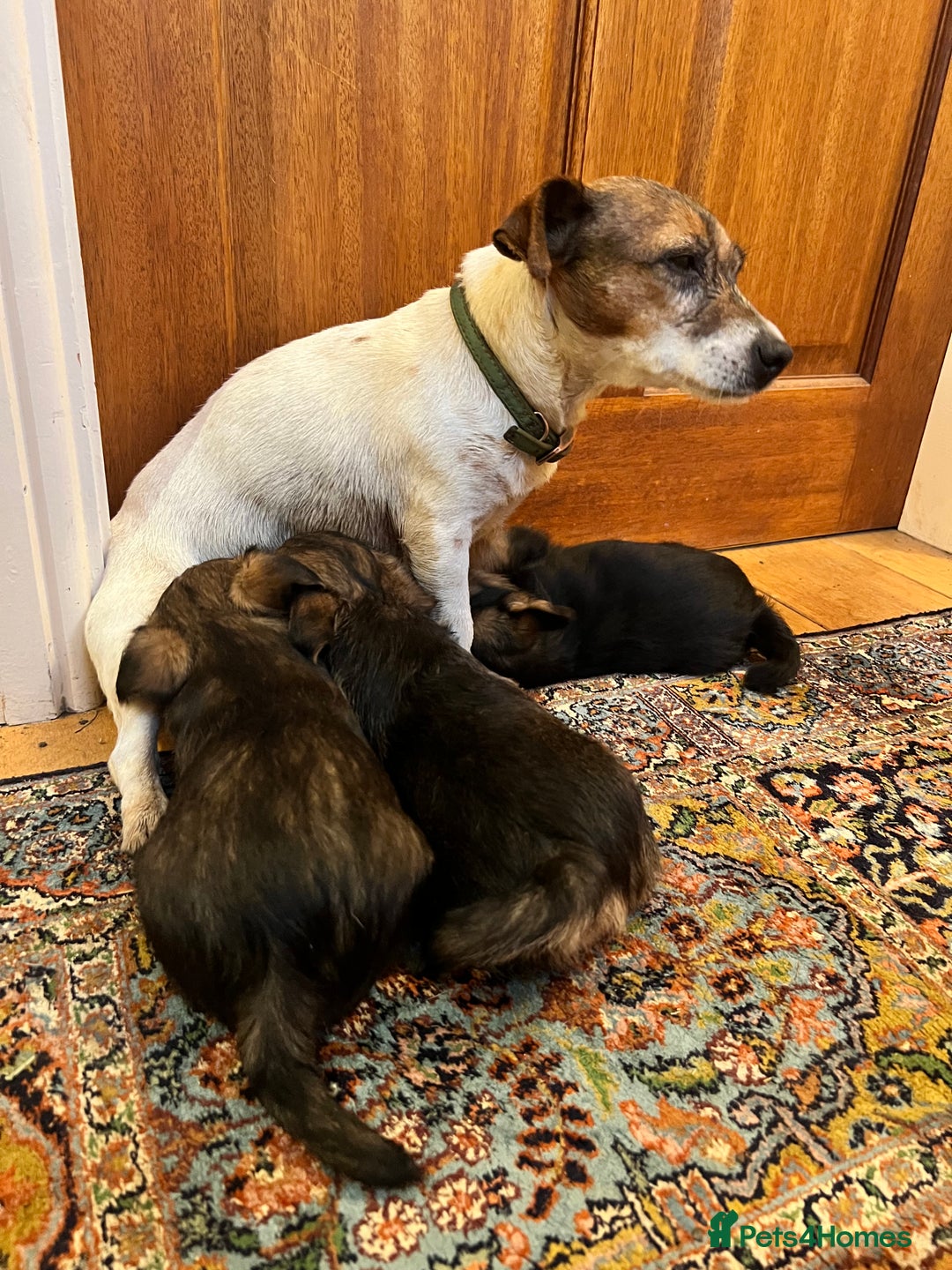 Mixed Breed dogs for sale: Gorgeous Jack Russell x Lakeland terrier puppies - Advert 4