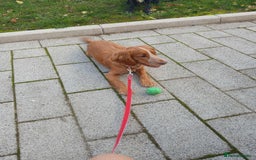 Sprocker dogs for sale: Beautiful sprocker girl  - Image 5