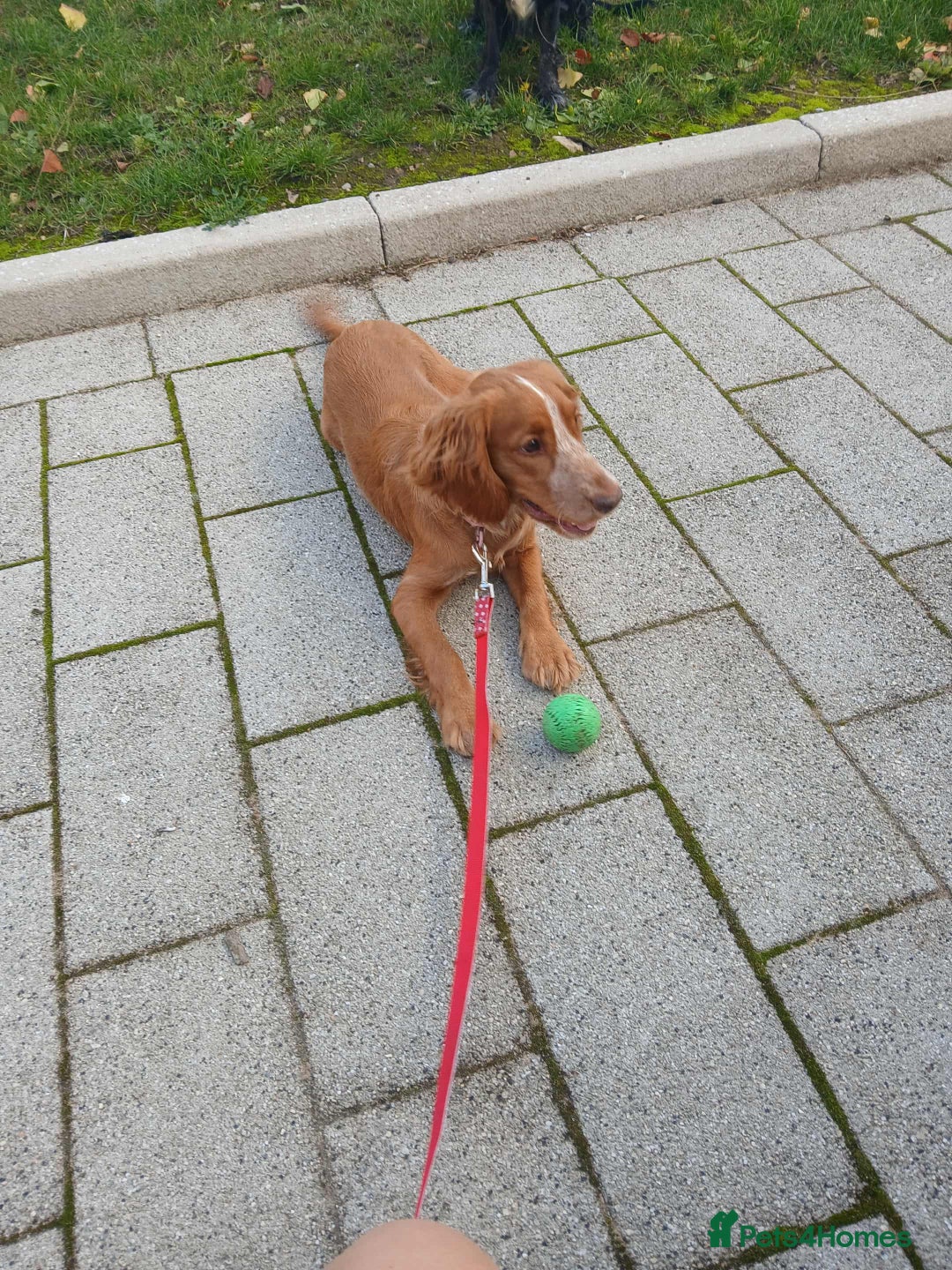 Sprocker dogs for sale: Beautiful sprocker girl  - Image 5
