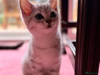 British Shorthair cats Silver kitten with Father Pedigree - Advert 18