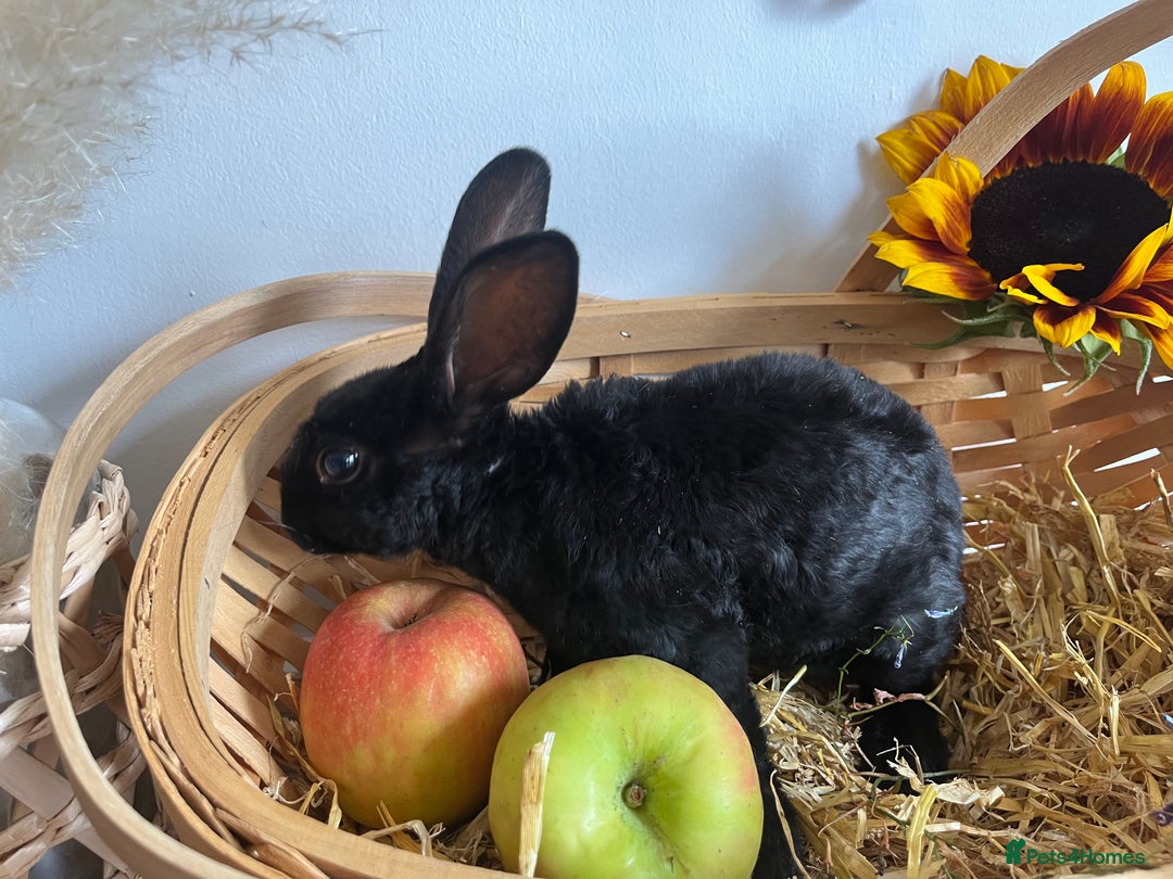 Mixed Breed rabbits for sale: Mixed breed bunnies for sale £30 each - Image 10