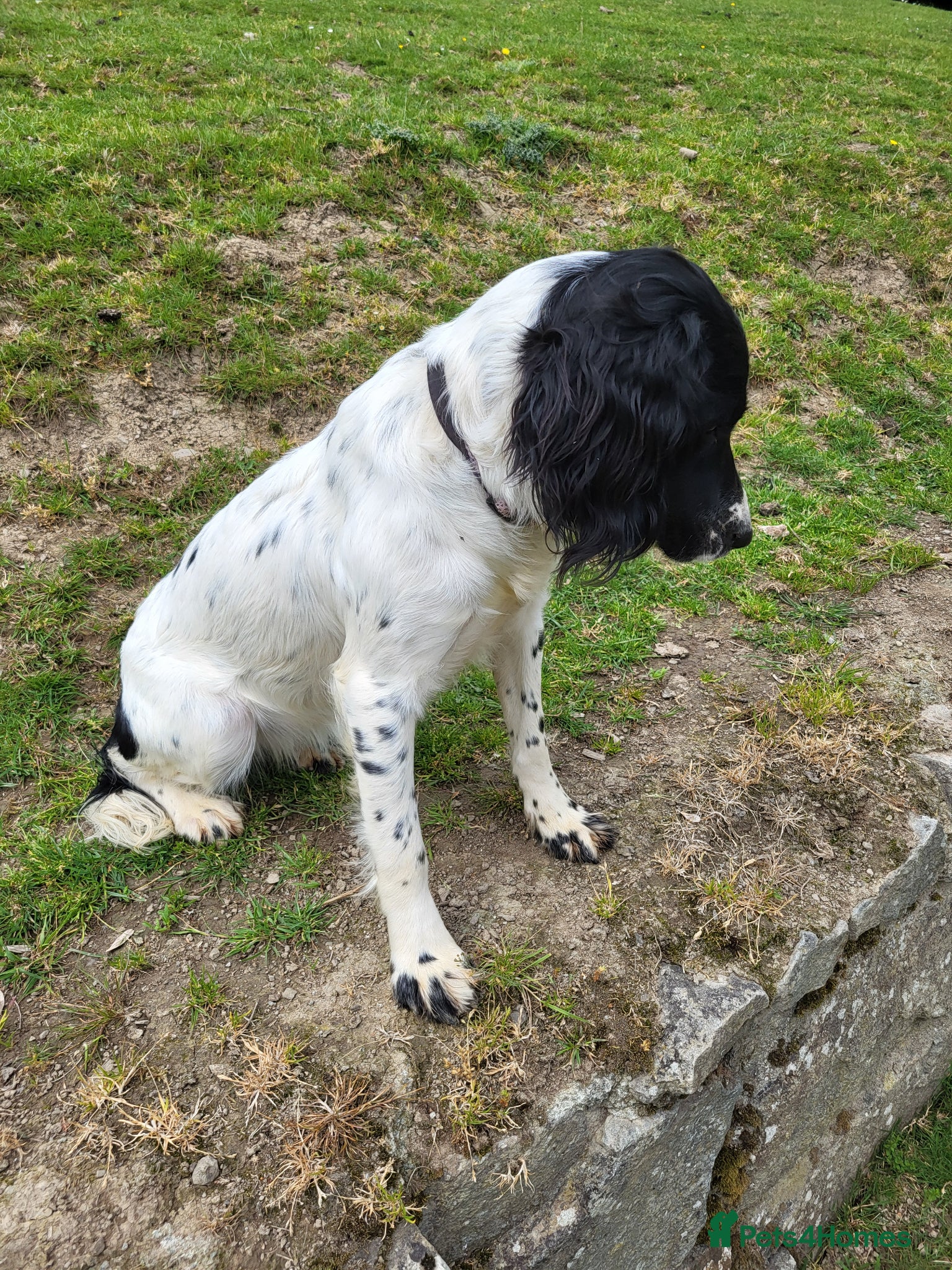 English Springer Spaniel dogs for sale: 9 month old kc reg springer bitch  - Advert 3