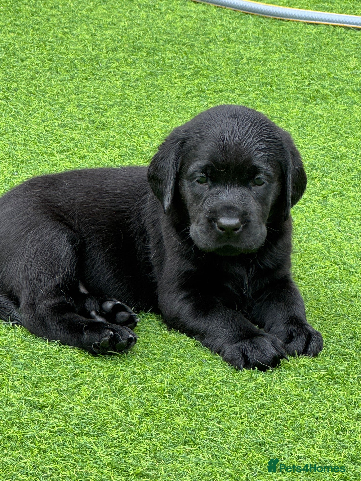 Labrador Retriever dogs Kc registered Black Labrador puppies for sale  - Advert 7