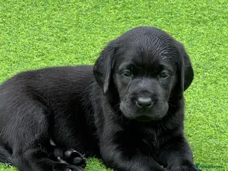Labrador Retriever dogs Kc registered Black Labrador puppies for sale - Advert 7