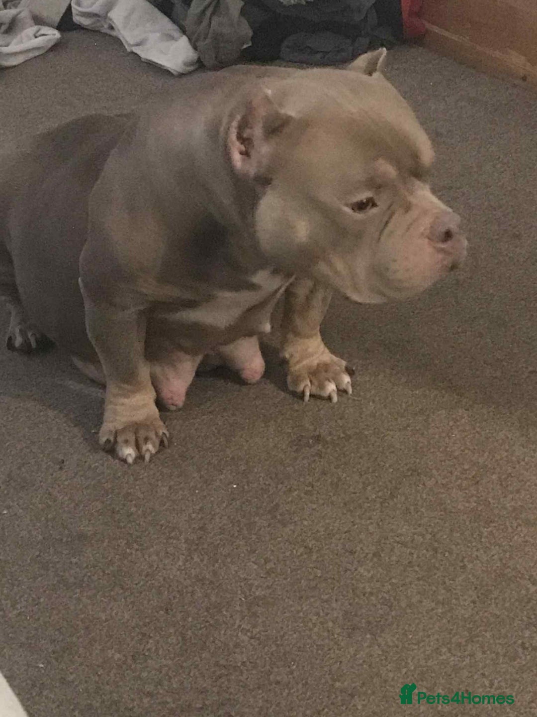 Mixed Breed dogs for sale: American Bully/ Cane Corso Pups  - Advert 2