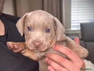 Mixed Breed dogs Isabella lilac cross bully / miniature dachshunds - Advert 5