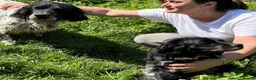 Brittany Spaniel dogs for adoption: Beautiful Older Brittany Laika in Camberley - Advert 15